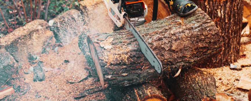 Best cordless saw for store cutting tree branches